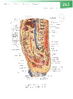 Sobotta  Atlas of Human Anatomy  Trunk, Viscera,Lower Limb Volume2 2006, page 250